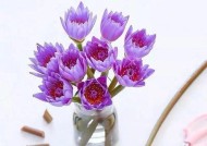 苹果手机壳鲜花紫色代表什么？紫色壳的含义是什么？