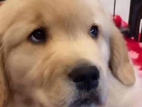 金毛犬使用跑步机的正确方法？跑步机对金毛有哪些好处？