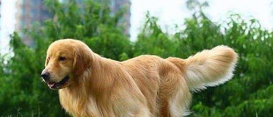 金毛犬使用跑步机的正确方法？跑步机对金毛有哪些好处？  第2张