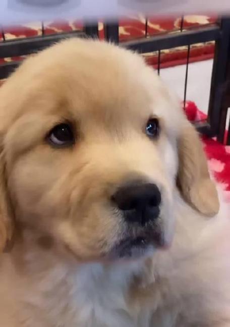 金毛犬使用跑步机的正确方法？跑步机对金毛有哪些好处？  第1张