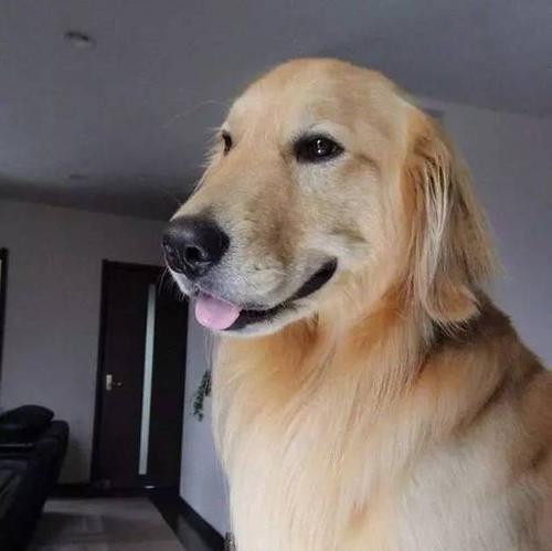 金毛犬使用跑步机的正确方法？跑步机对金毛有哪些好处？  第3张