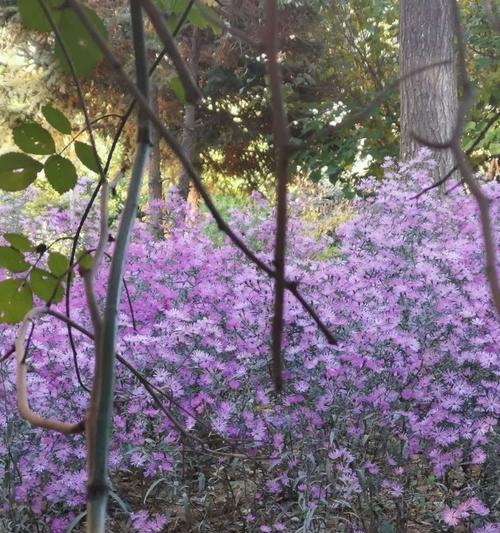 苹果手机拍摄2024年照片的方法？  第2张