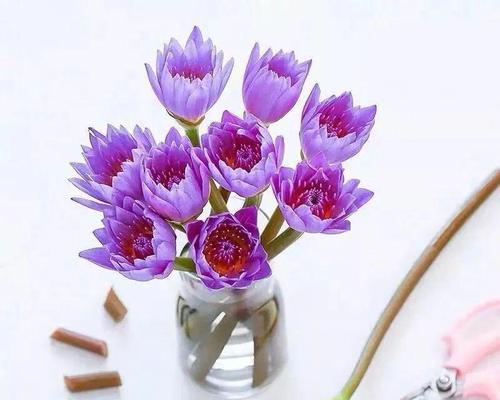 苹果手机壳鲜花紫色代表什么？紫色壳的含义是什么？  第1张